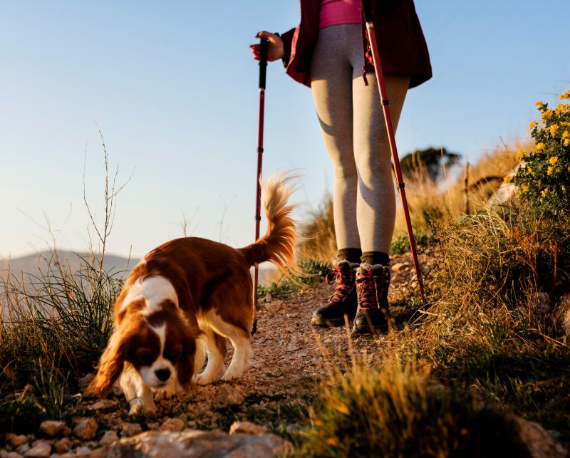 Dog Walking
