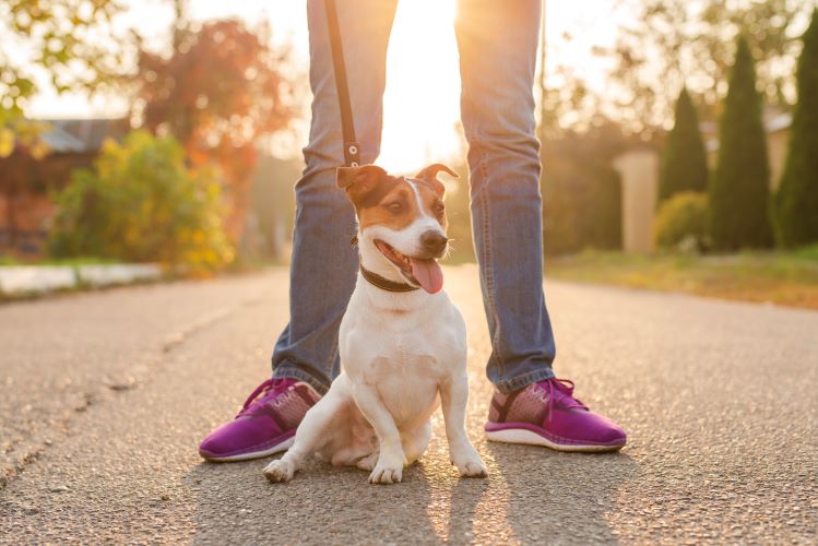 Dog Walking
